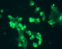 Invitrogen GALR2 Recombinant Rabbit Monoclonal Antibody (7H43L56) 100 &mu;g;