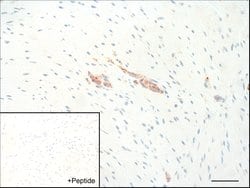 Invitrogen GALR2 Recombinant Rabbit Monoclonal Antibody (7H43L56) 100 &mu;g;