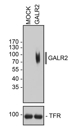 Invitrogen GALR2 Recombinant Rabbit Monoclonal Antibody (7H43L56) 100 &mu;g;