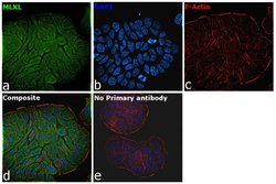 Invitrogen MLKL Recombinant Rabbit Monoclonal Antibody (16H4L15) 100 &mu;g;