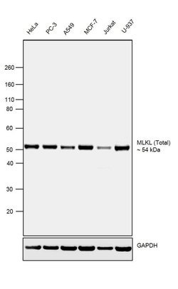 Invitrogen MLKL Recombinant Rabbit Monoclonal Antibody (16H4L15) 100 &mu;g;