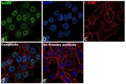 Invitrogen&trade;&nbsp;WDR5 Recombinant Rabbit Monoclonal Antibody (9H25L13)