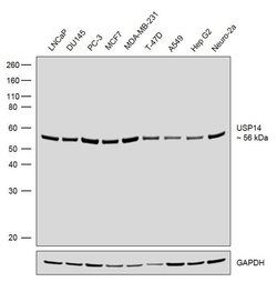 Invitrogen USP14 Recombinant Rabbit Monoclonal Antibody (23H2L11) 100 &mu;g;