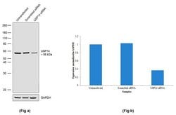 Invitrogen USP14 Recombinant Rabbit Monoclonal Antibody (23H2L11) 100 &mu;g;