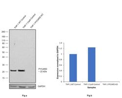 Invitrogen PYCARD Recombinant Rabbit Monoclonal Antibody (3H64L37) 100 &mu;g | Buy Online | Invitrogen&trade; | Fisher Scientific