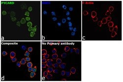 Invitrogen&trade;&nbsp;PYCARD Recombinant Rabbit Monoclonal Antibody (3H64L37)
