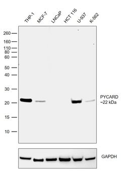 Invitrogen PYCARD Recombinant Rabbit Monoclonal Antibody (3H64L37) 100 &mu;g | Buy Online | Invitrogen&trade; | Fisher Scientific