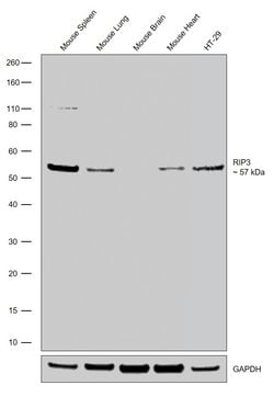 Invitrogen RIP3 Recombinant Rabbit Monoclonal Antibody (18H1L23) 100 &mu;g | Buy Online | Invitrogen&trade; | Fisher Scientific