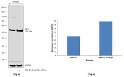 Invitrogen RIP3 Recombinant Rabbit Monoclonal Antibody (18H1L23) 100 &mu;g | Buy Online | Invitrogen&trade; | Fisher Scientific