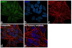 Invitrogen CDKL5 Recombinant Rabbit Monoclonal Antibody (1H57L44) 100 &mu;g;