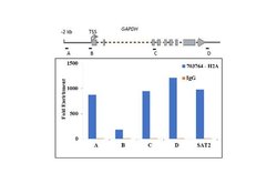Invitrogen Histone H2A Recombinant Rabbit Monoclonal Antibody (6H5L17)