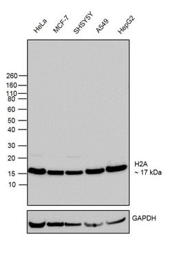 Invitrogen Histone H2A Recombinant Rabbit Monoclonal Antibody (6H5L17)