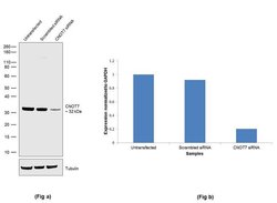 Invitrogen CNOT7 Recombinant Rabbit Monoclonal Antibody (2H45L49) 100 &mu;g;