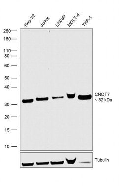 Invitrogen CNOT7 Recombinant Rabbit Monoclonal Antibody (2H45L49) 100 &mu;g;
