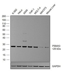 Invitrogen PSMA3 Recombinant Rabbit Monoclonal Antibody (17H20L21) 100