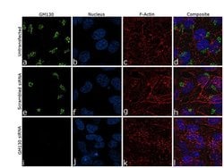 Invitrogen GM130 Recombinant Rabbit Monoclonal Antibody (10H5L5) 100 &mu;g;