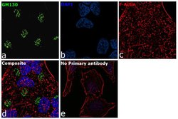 Invitrogen GM130 Recombinant Rabbit Monoclonal Antibody (10H5L5) 100 &mu;g;