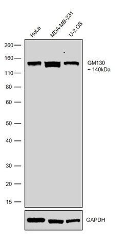 Invitrogen GM130 Recombinant Rabbit Monoclonal Antibody (10H5L5) 100 &mu;g;