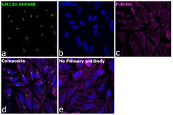 Invitrogen GM130 Recombinant Rabbit Monoclonal Antibody (10H5L5), Alexa Fluor Plus 488 50 &mu;L | Buy Online | Invitrogen&trade; | Fisher Scientific