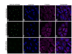Invitrogen&trade;&nbsp;GM130 Recombinant Rabbit Monoclonal Antibody (10H5L5), Alexa Fluor&trade; Plus 488