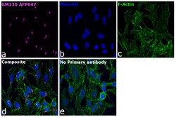 Invitrogen GM130 Recombinant Rabbit Monoclonal Antibody (10H5L5), Alexa Fluor Plus 647 50 &mu;L | Buy Online | Invitrogen&trade; | Fisher Scientific