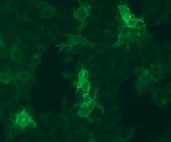 Invitrogen GALR1 Recombinant Rabbit Monoclonal Antibody (18H2L18) 100 &mu;g;