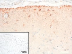 Invitrogen GALR1 Recombinant Rabbit Monoclonal Antibody (18H2L18) 100 &mu;g;