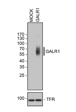 Invitrogen GALR1 Recombinant Rabbit Monoclonal Antibody (18H2L18) 100 &mu;g;