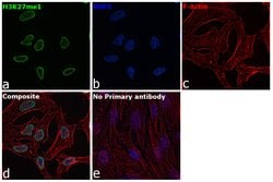 Invitrogen H3K27me1 Recombinant Rabbit Monoclonal Antibody (28H59L67),