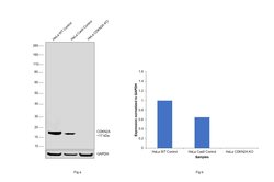 Invitrogen p16INK4a Recombinant Rabbit Monoclonal Antibody (10H23L14) 100