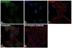 Invitrogen p16INK4a Recombinant Rabbit Monoclonal Antibody (10H23L14) 100