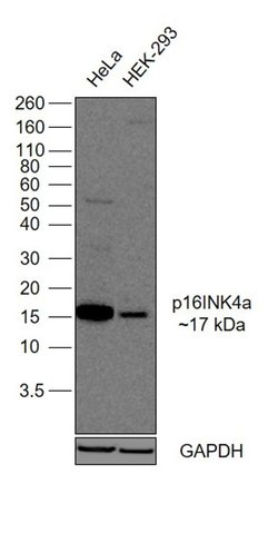 Invitrogen p16INK4a Recombinant Rabbit Monoclonal Antibody (10H23L14) 100