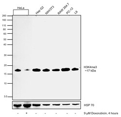Invitrogen H3K4me3 Recombinant Rabbit Monoclonal Antibody (14H24L5) 100