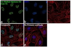 Invitrogen H3K4me3 Recombinant Rabbit Monoclonal Antibody (14H24L5) 100