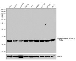 Invitrogen H3K4me3 Recombinant Rabbit Monoclonal Antibody (14H24L5) 100