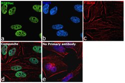 Invitrogen H3K9ac Recombinant Rabbit Monoclonal Antibody (24H25L21), ChIP-Verified:Antibodies:Primary