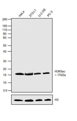 Invitrogen H3K9ac Recombinant Rabbit Monoclonal Antibody (24H25L21), ChIP-Verified:Antibodies:Primary