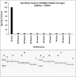 Invitrogen H3K9ac Recombinant Rabbit Monoclonal Antibody (24H25L21), ChIP-Verified:Antibodies:Primary