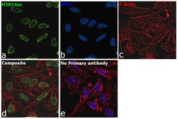 Invitrogen H3K14ac Recombinant Rabbit Monoclonal Antibody (31H54L22) 100 &mu;g | Buy Online | Invitrogen&trade; | Fisher Scientific