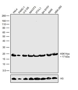 Invitrogen H3K14ac Recombinant Rabbit Monoclonal Antibody (31H54L22) 100 &mu;g | Buy Online | Invitrogen&trade; | Fisher Scientific