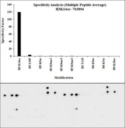 Invitrogen H3K14ac Recombinant Rabbit Monoclonal Antibody (31H54L22) 100 &mu;g | Buy Online | Invitrogen&trade; | Fisher Scientific