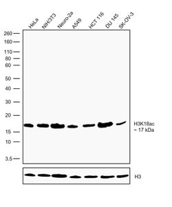 Invitrogen&trade;&nbsp;H3K18ac Recombinant Rabbit Monoclonal Antibody (15H29L63), ChIP-Verified