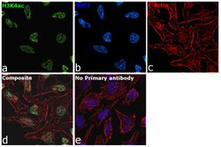 Invitrogen H3K4ac Recombinant Rabbit Monoclonal Antibody (4H9L6):Antibodies:Primary