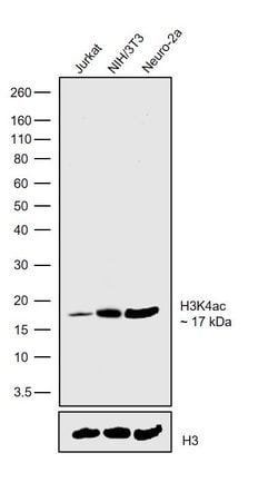 Invitrogen H3K4ac Recombinant Rabbit Monoclonal Antibody (4H9L6):Antibodies:Primary