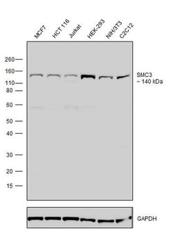 Invitrogen SMC3 Recombinant Rabbit Monoclonal Antibody (2H3L10) 100 &mu;g;