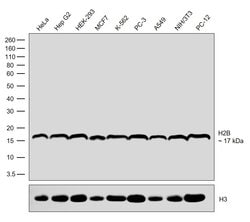 Invitrogen Histone H2B Recombinant Rabbit Monoclonal Antibody (3H10L20)