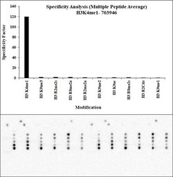 Invitrogen H3K4me1 Recombinant Rabbit Monoclonal Antibody (4H65L5), ChIP-Verified