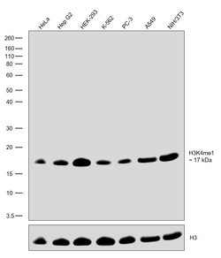 Invitrogen H3K4me1 Recombinant Rabbit Monoclonal Antibody (4H65L5), ChIP-Verified