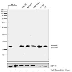 Invitrogen H3K4me3 Recombinant Rabbit Monoclonal Antibody (9H28L57), ChIP-Verified