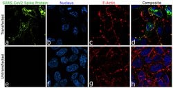 Invitrogen SARS-CoV-2 Spike Protein (RBD) Recombinant Human Monoclonal